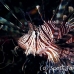 lionfish_common_nus_h_0705_png1829.jpg